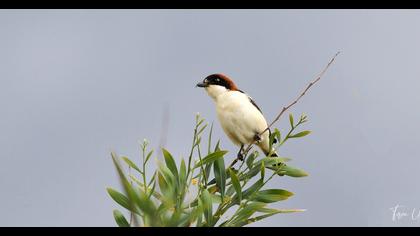 Kızılbaşlı örümcekkuşu