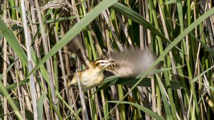 Sedge Warbler