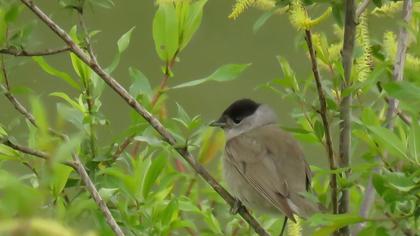Karabaşlı ötleğen