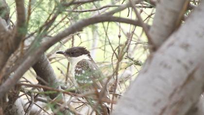Great Spotted Cuckoo