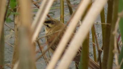 Kındıra kamışçını