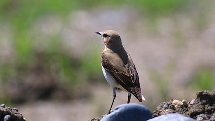 Northern Wheatear