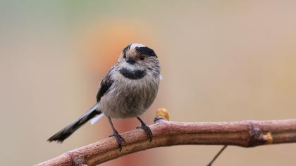 Uzunkuyruklu baştankara
