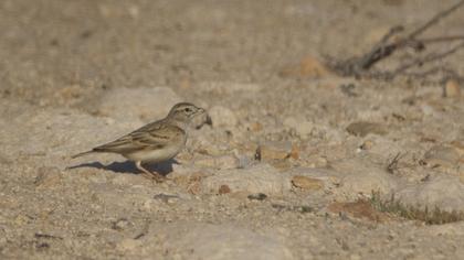 Greater Short-toed Lark