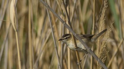 Kındıra kamışçını