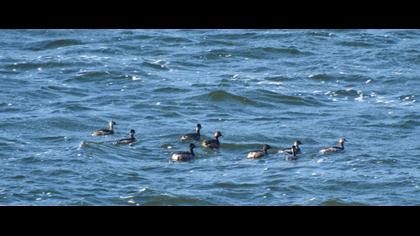 Black-necked Grebe