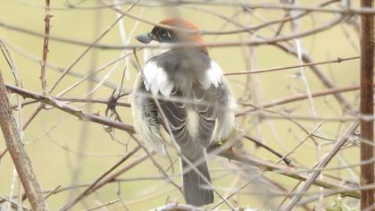 Kızılbaşlı örümcekkuşu