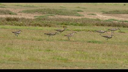 Sürmeli kervançulluğu