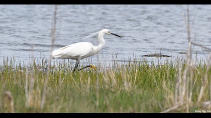 Küçük ak balıkçıl
