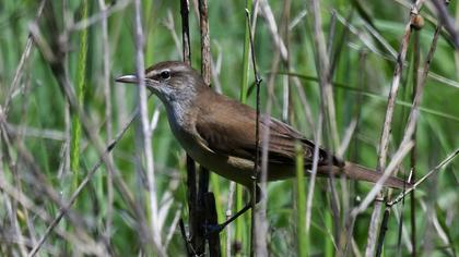 Büyük kamışçın