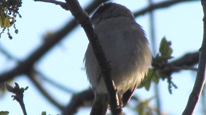 Karabaşlı ötleğen