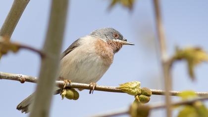Bıyıklı ötleğen