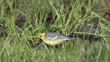 Sarıbaşlı kuyruksallayan