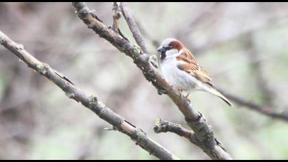 House Sparrow