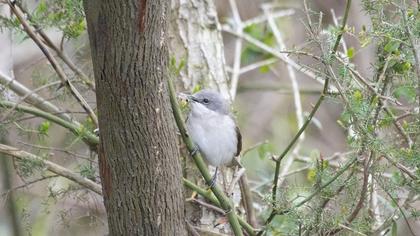 Küçük akgerdanlı ötleğen