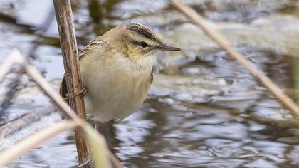 Bataklık Kirazkuşu