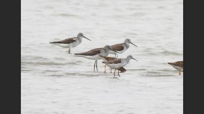 Marsh Sandpiper
