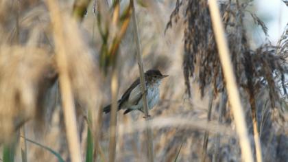 Eurasian Reed Warbler