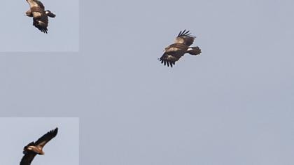 Küçük orman kartalı