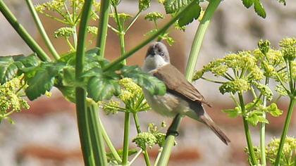 Küçük akgerdanlı ötleğen