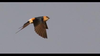 Kızıl kırlangıç