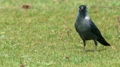 Western Jackdaw