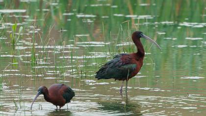 Glossy Ibis