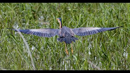 Erguvani balıkçıl