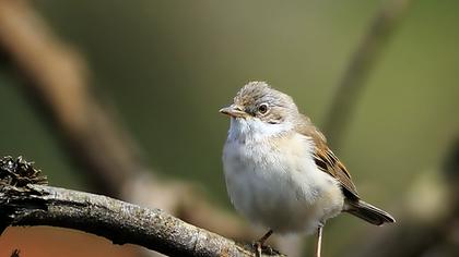 Akgerdanlı ötleğen