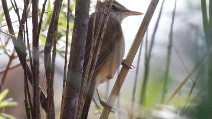 Büyük kamışçın