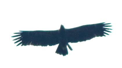 Büyük orman kartalı