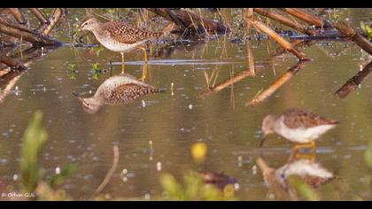 Orman düdükçünü