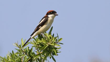 Kızılbaşlı örümcekkuşu