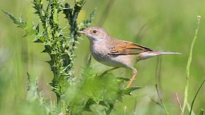 Akgerdanlı ötleğen