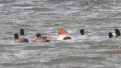 Common Pochard