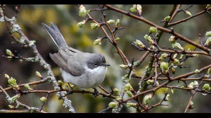 Küçük akgerdanlı ötleğen
