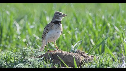 Calandra Lark