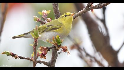 Wood Warbler