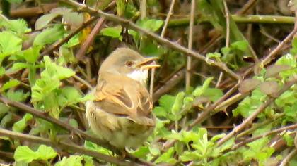 Akgerdanlı ötleğen