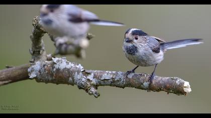 Uzunkuyruklu baştankara