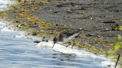 Wood Sandpiper