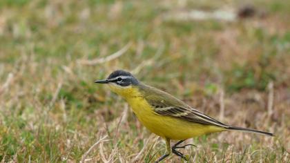 Sarı kuyruksallayan