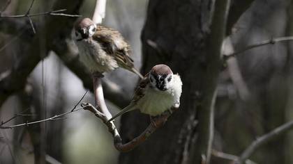 Eurasian Tree Sparrow