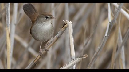 Cetti`s Warbler