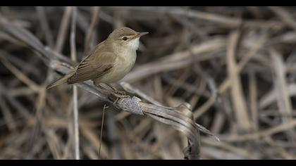 Eurasian Reed Warbler