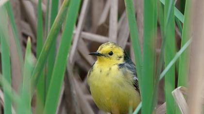 Sarıbaşlı kuyruksallayan