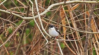 European Pied Flycatcher