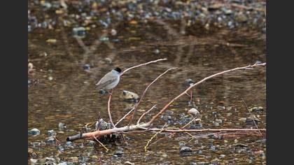 Eurasian Blackcap