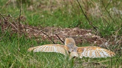 Western Barn Owl