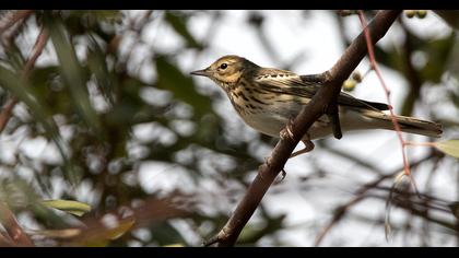 Tree Pipit